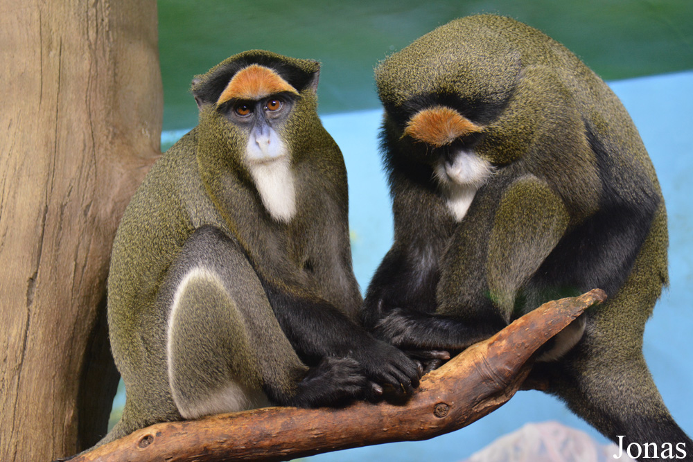 Cercopithecus neglectus