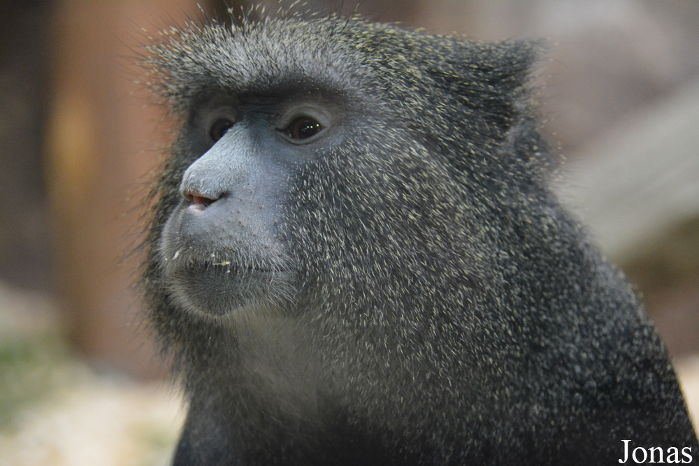 Cercopithecus nictitans