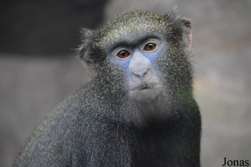 Cercopithecus nictitans