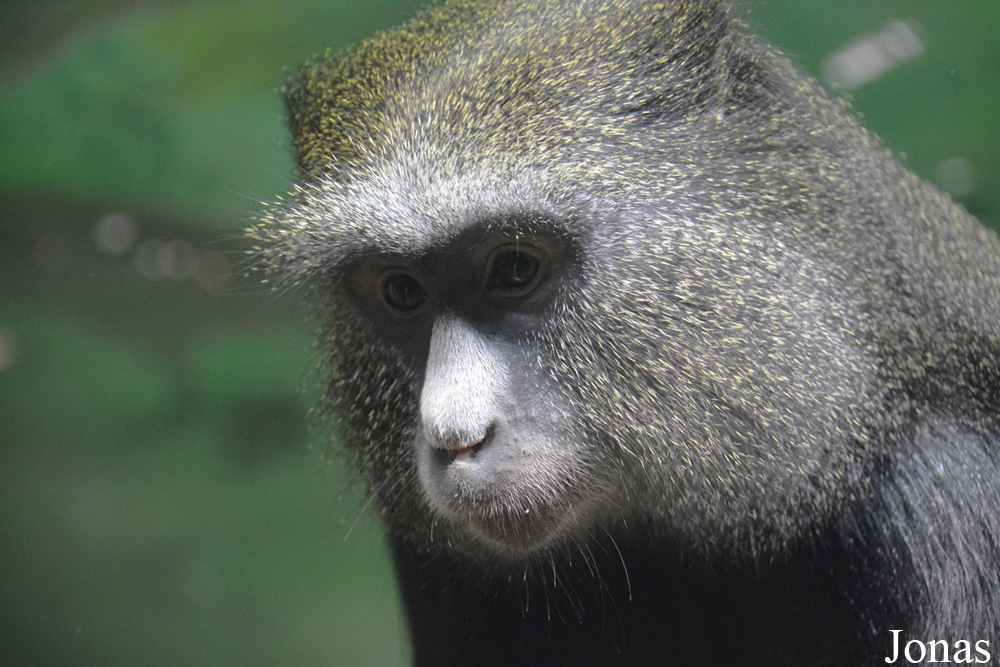 Cercopithecus nictitans