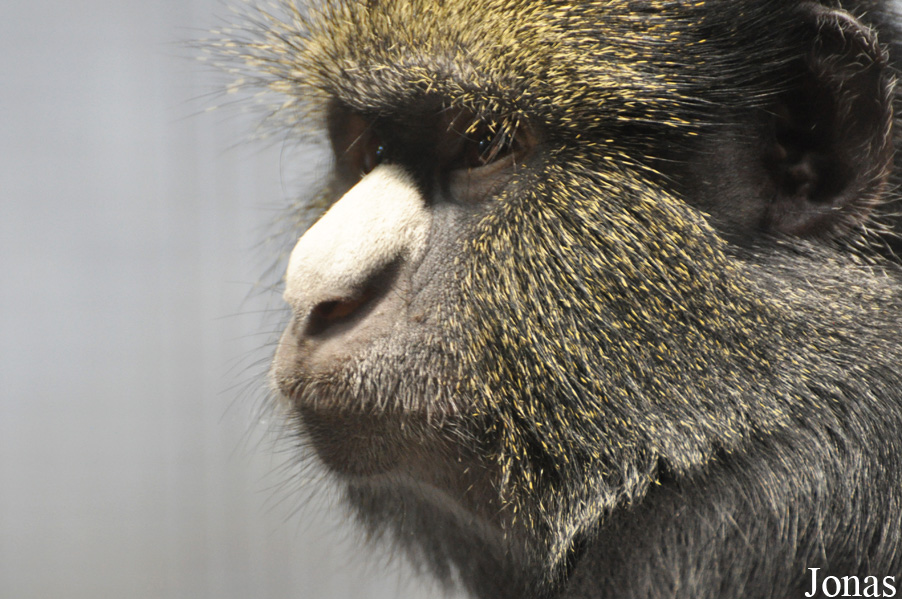 Cercopithecus nictitans nictitans