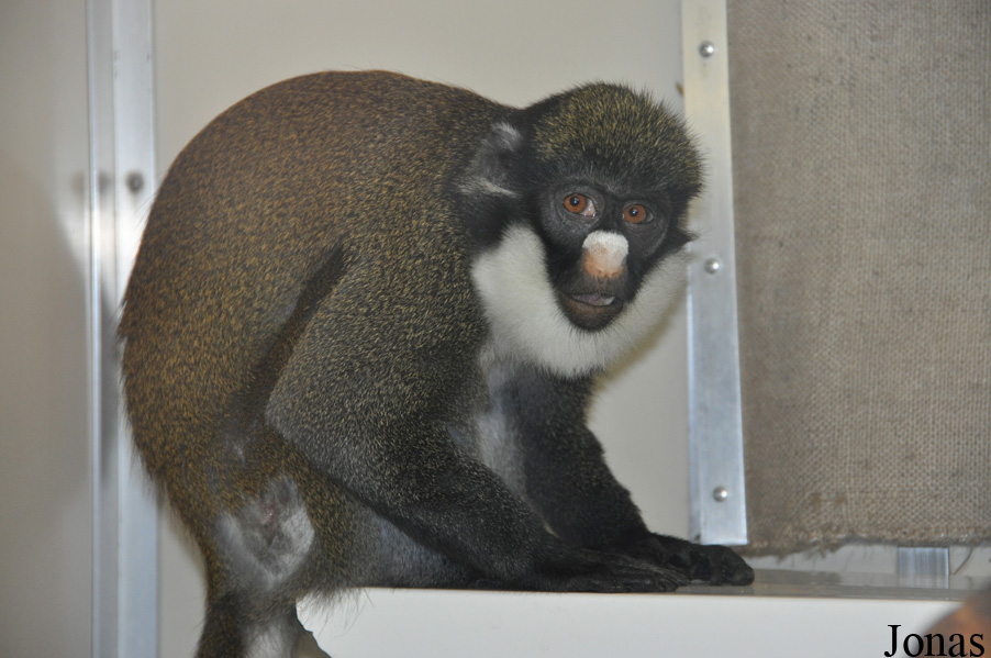 Cercopithecus petaurista