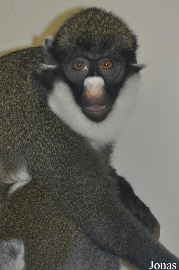 Cercopithecus petaurista