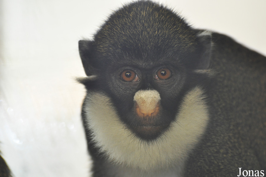 Cercopithecus petaurista