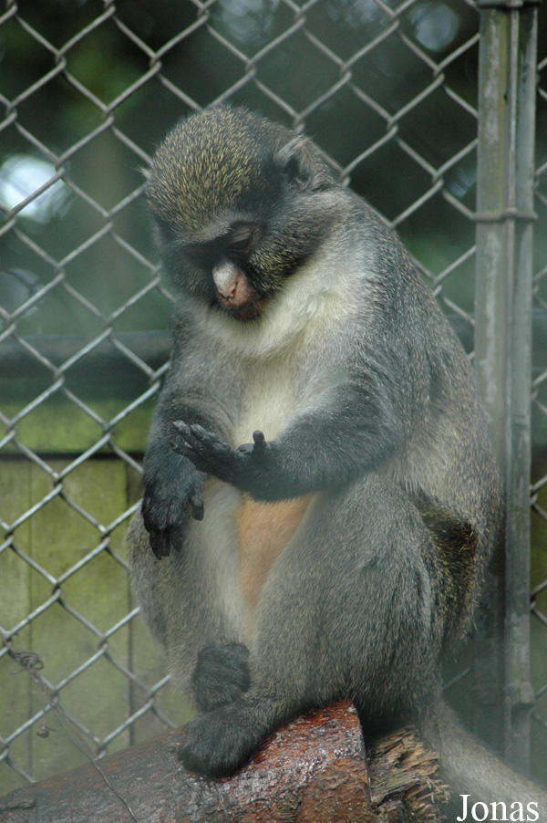 Cercopithecus petaurista