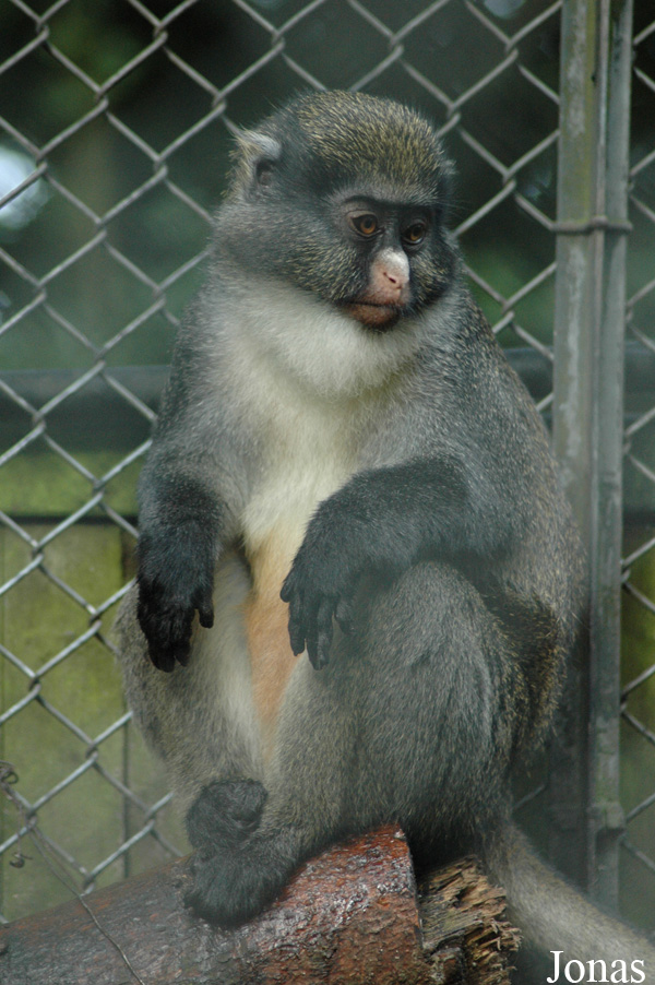 Cercopithecus petaurista