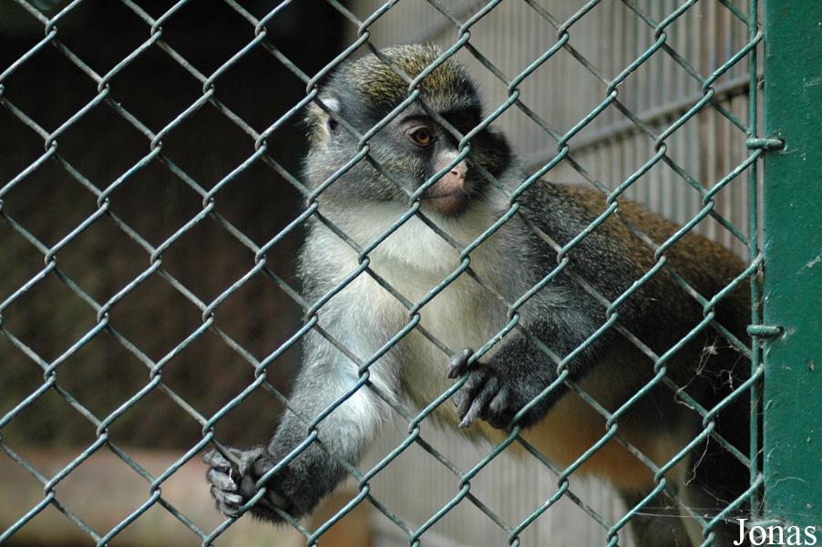Cercopithecus petaurista