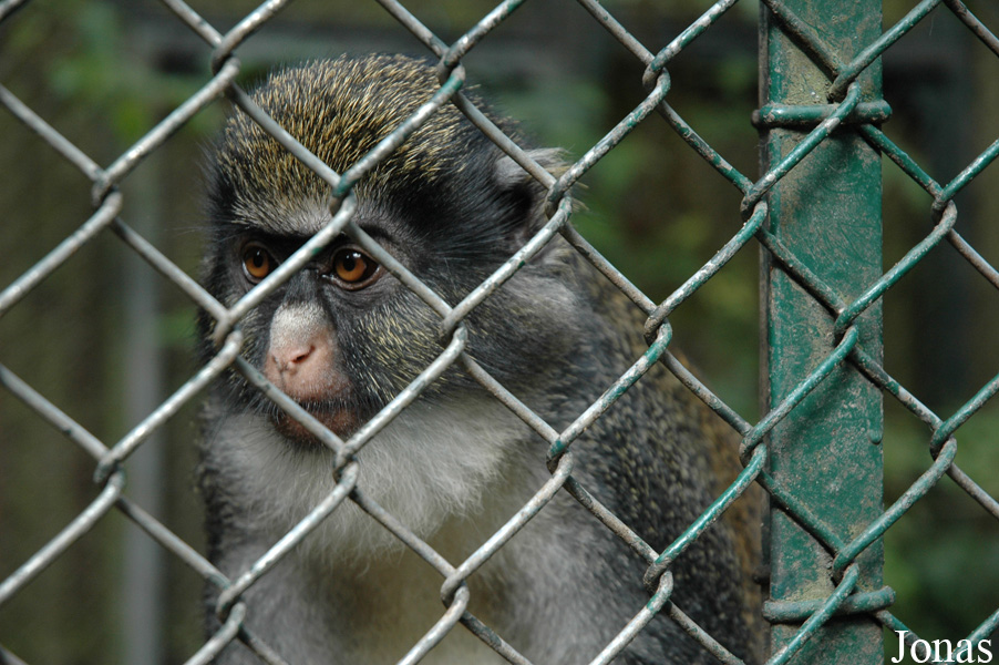 Cercopithecus petaurista