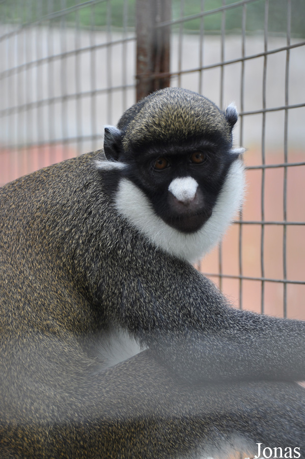 Cercopithecus petaurista petaurista