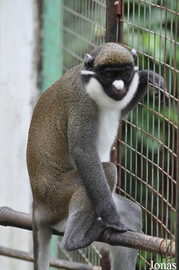 Cercopithecus petaurista petaurista