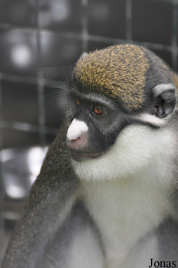 Cercopithecus petaurista petaurista