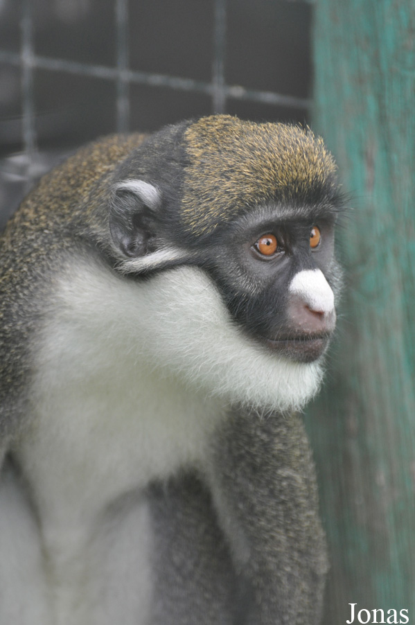 Cercopithecus petaurista petaurista