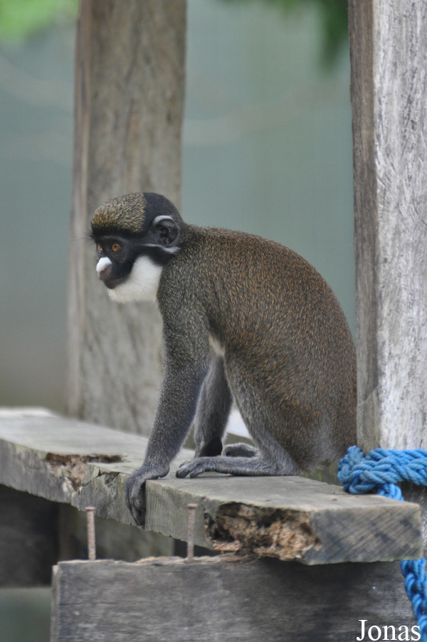 Cercopithecus petaurista petaurista