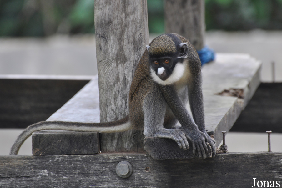 Cercopithecus petaurista petaurista