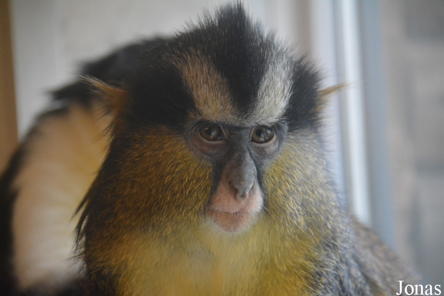 Cercopithecus pogonias nigripes