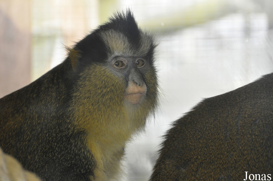 Cercopithecus pogonias nigripes