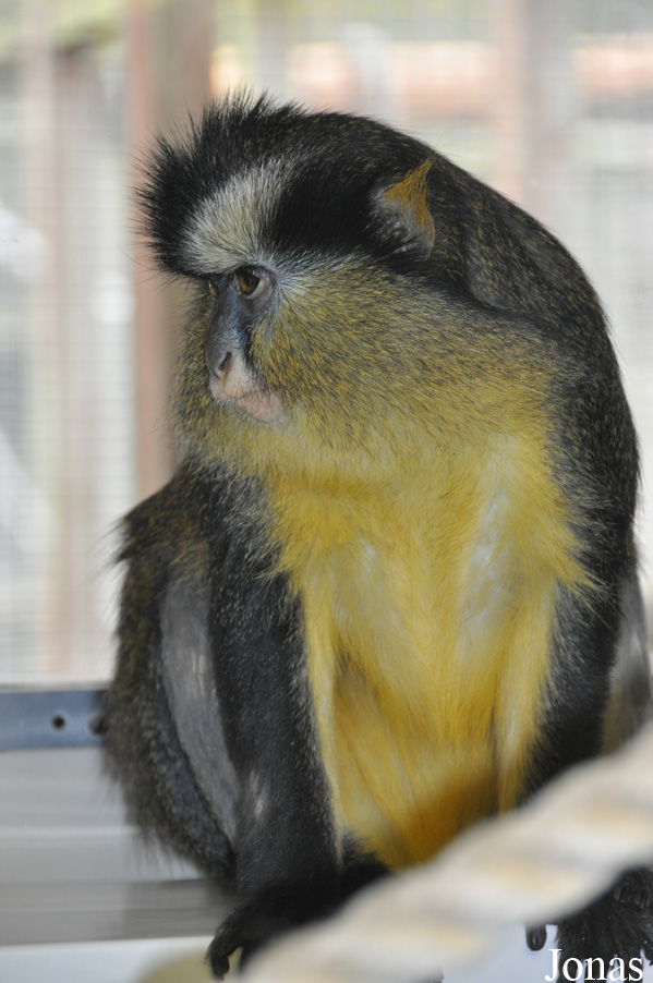 Cercopithecus pogonias nigripes