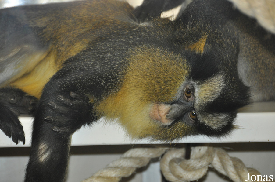 Cercopithecus pogonias nigripes