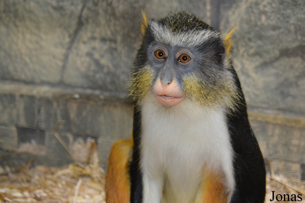 Cercopithecus wolfi wolfi