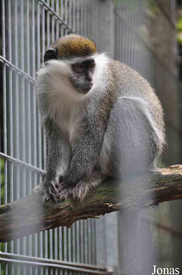 Chlorocebus aethiops