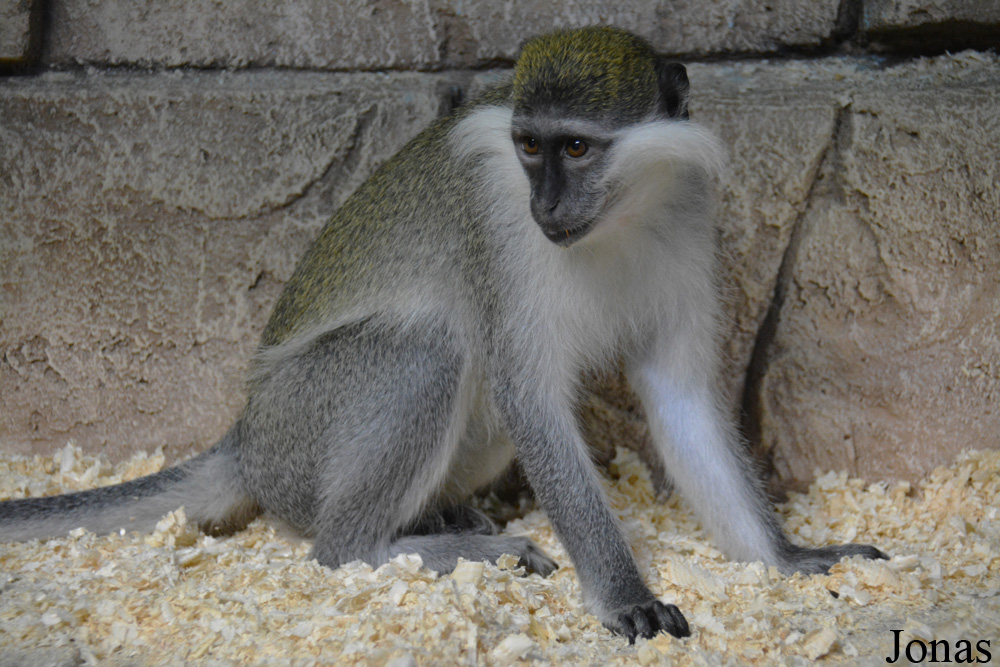 Chlorocebus aethiops