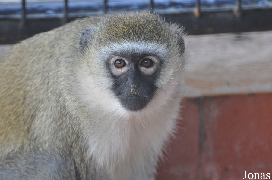 Chlorocebus aethiops