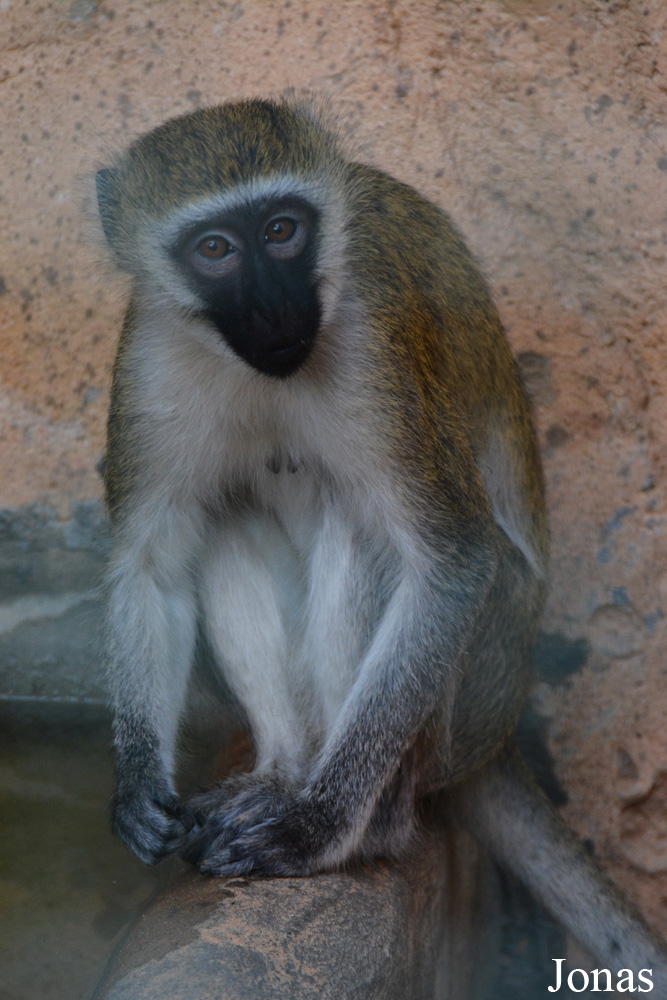 Chlorocebus pygerythrus