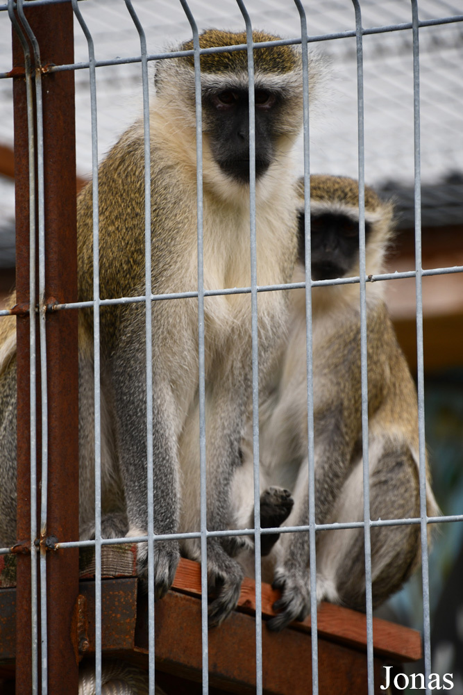 Chlorocebus tantalus