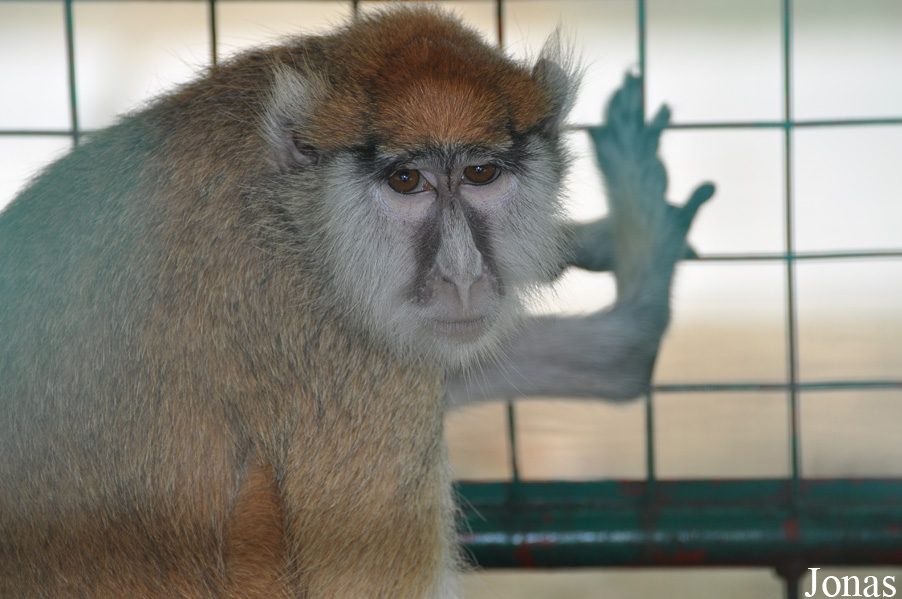 Erythrocebus patas