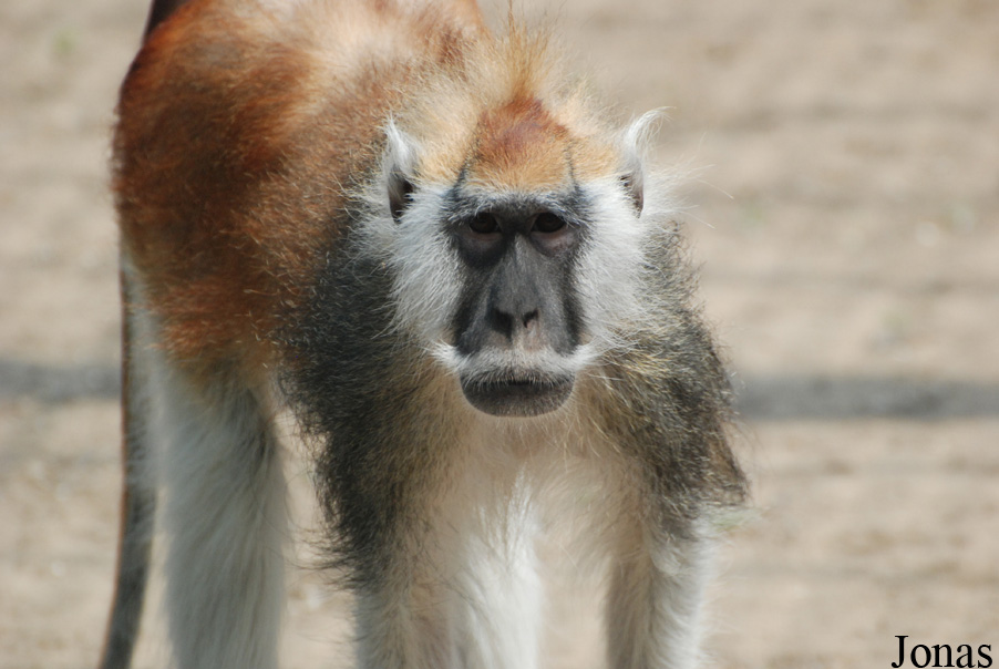 Erythrocebus poliophaeus