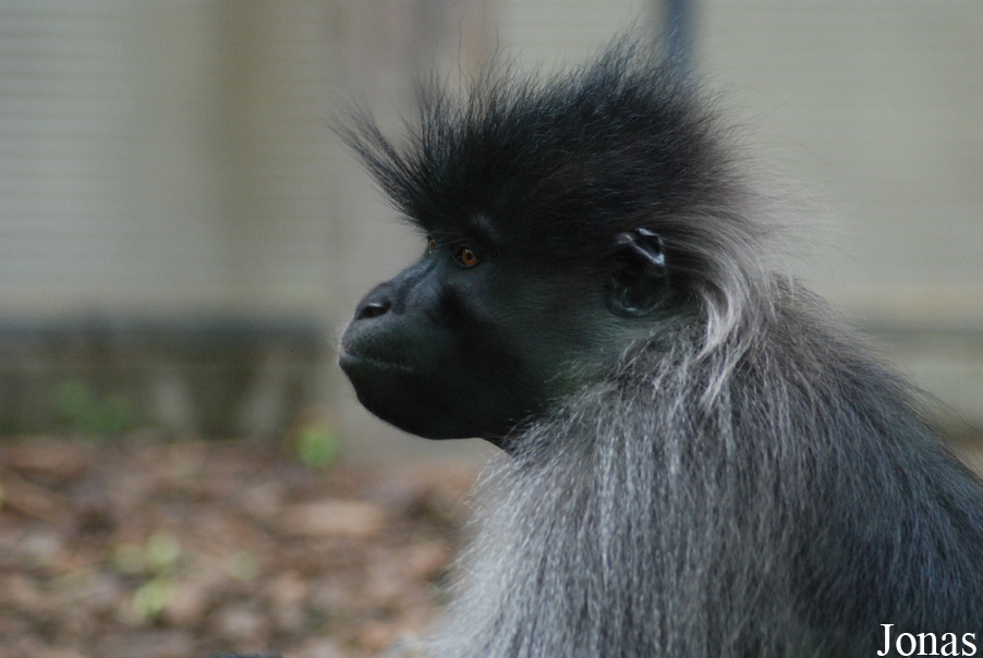 Lophocebus albigena albigena