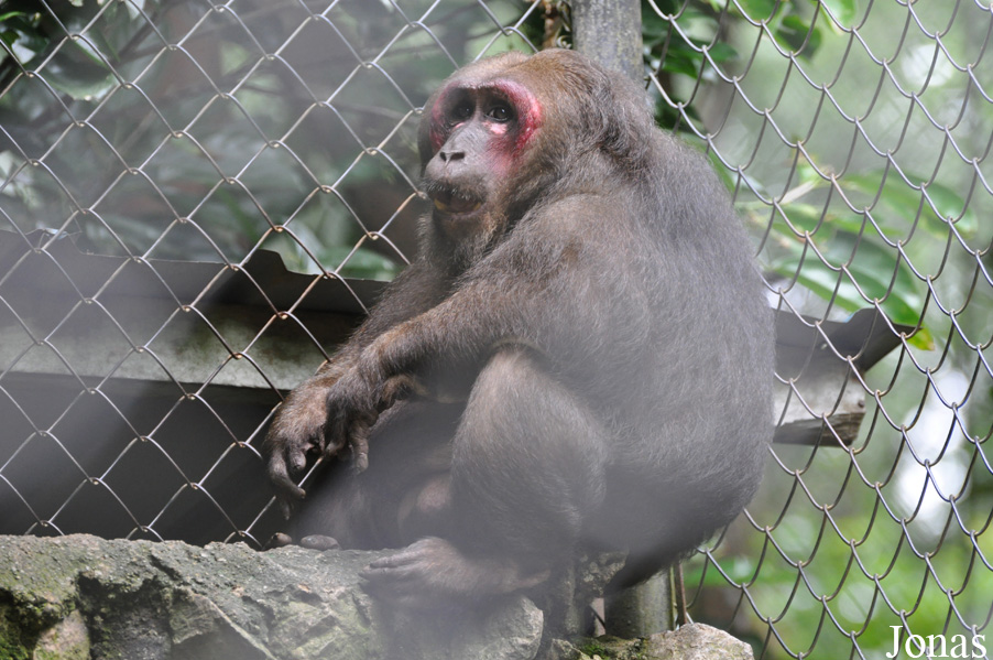 Macaca arctoides