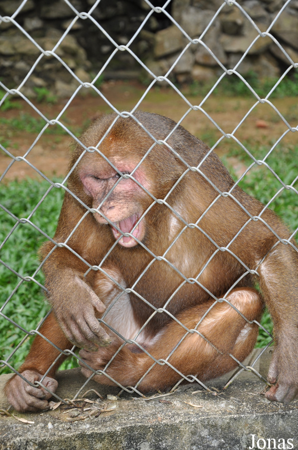 Macaca arctoides