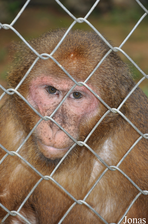 Macaca arctoides