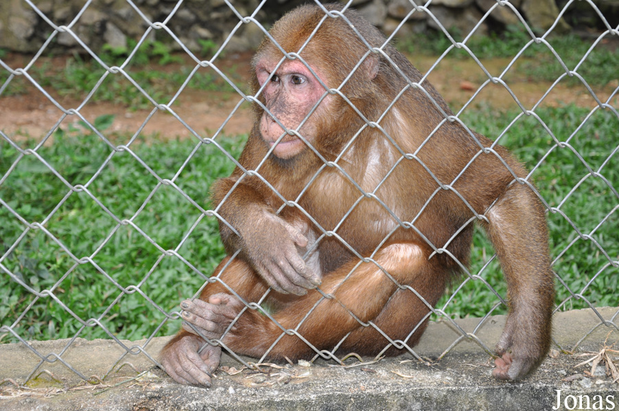 Macaca arctoides