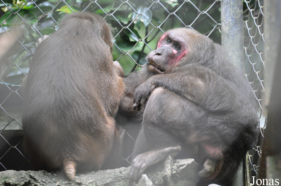 Macaca arctoides