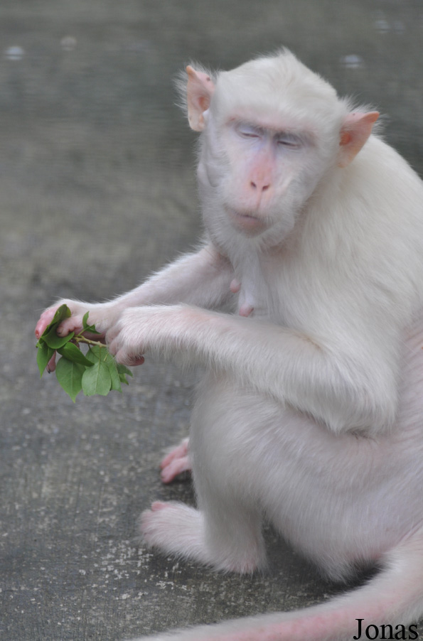 Macaca fascicularis