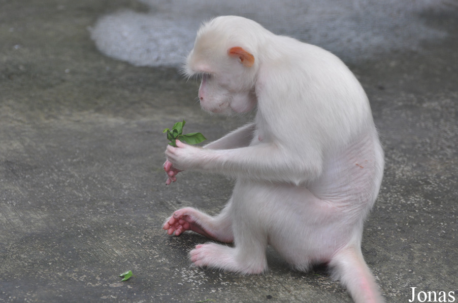 Macaca fascicularis