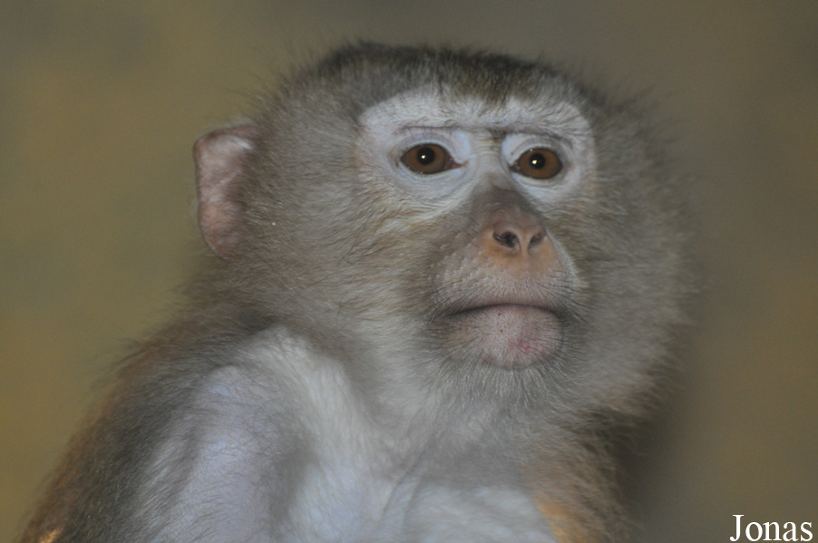 Macaca leonina