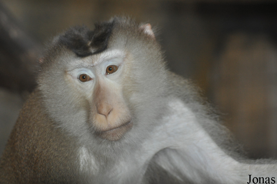 Macaca leonina