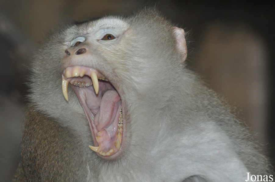 Macaca leonina