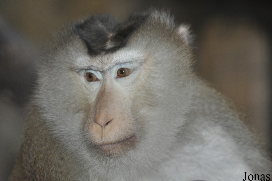 Macaca leonina