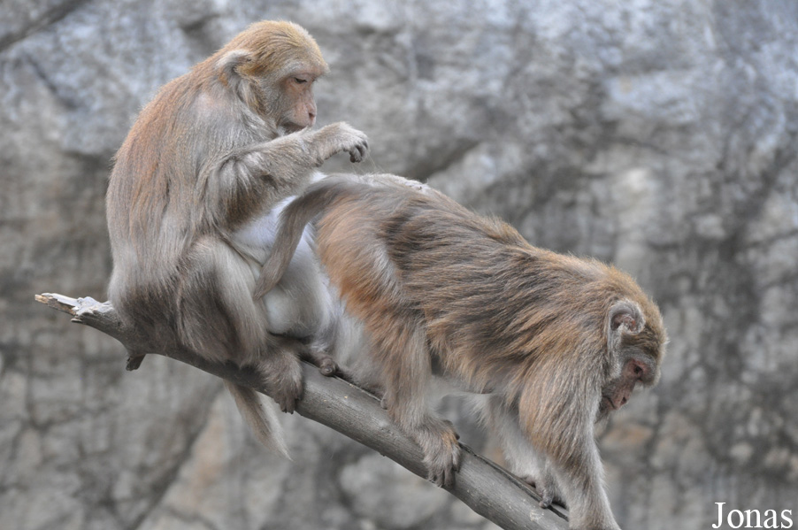 Macaca mulatta