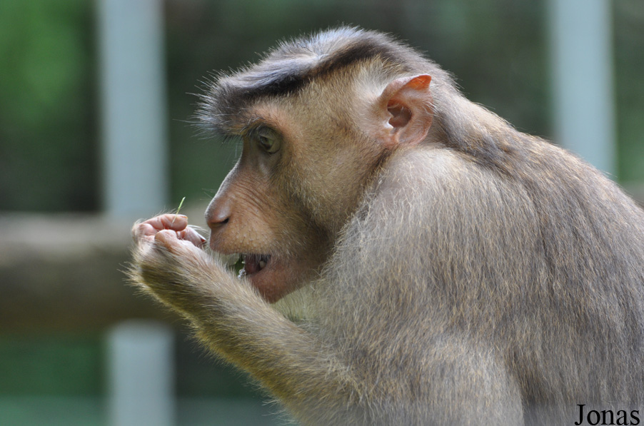 Macaca nemestrina