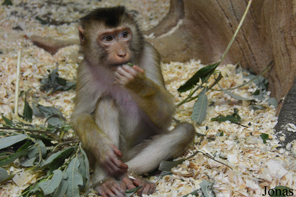 Macaca nemestrina
