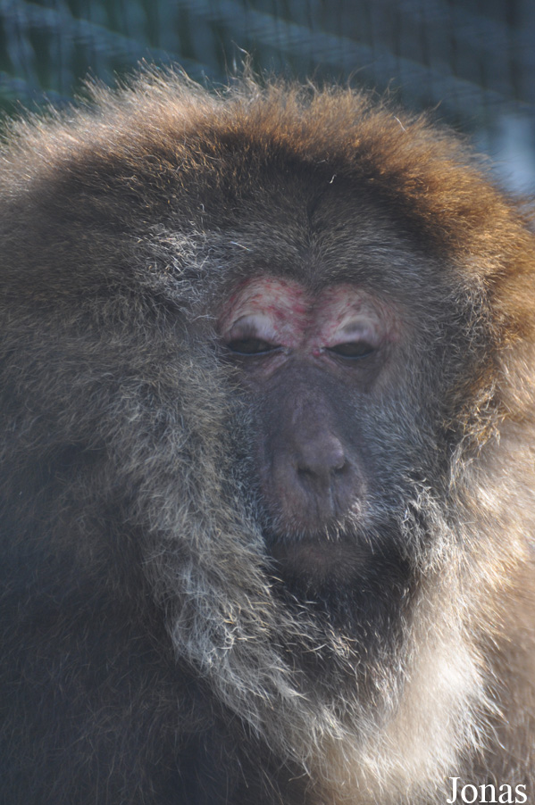 Macaca thibetana