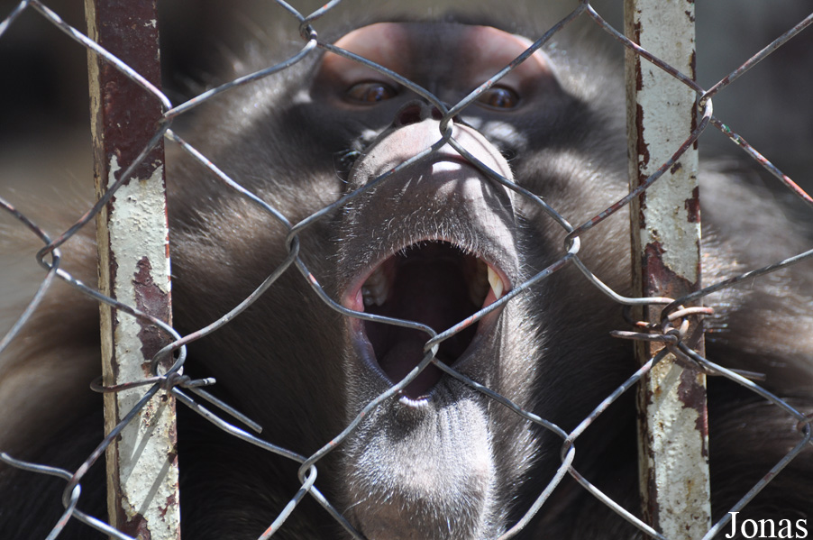 Theropithecus gelada