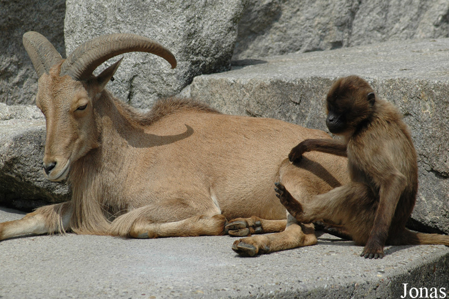 Theropithecus gelada