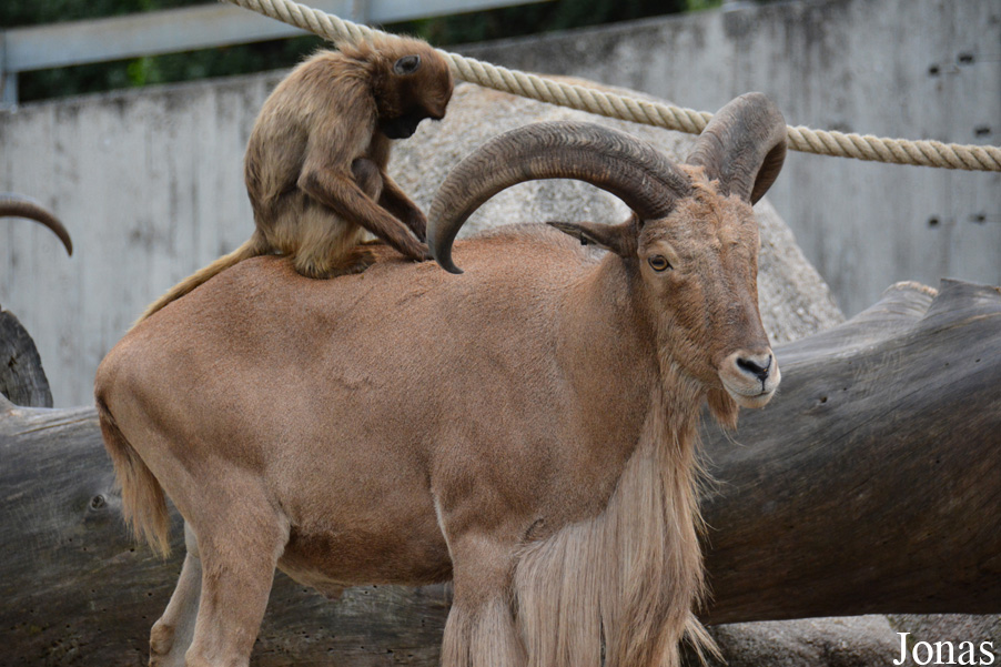 Theropithecus gelada