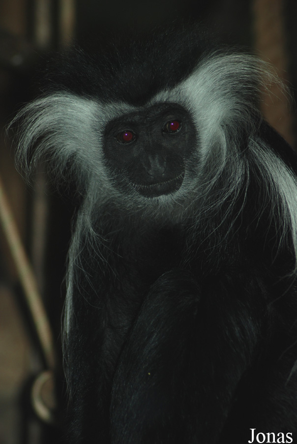 Colobus angolensis palliatus